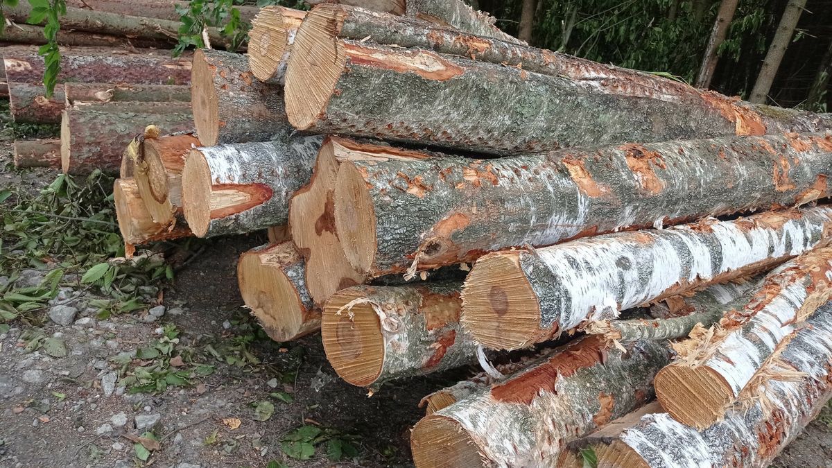 Sprawa wycinki drzew w Dobrym Mieście (zdj. ilustracyjne) 