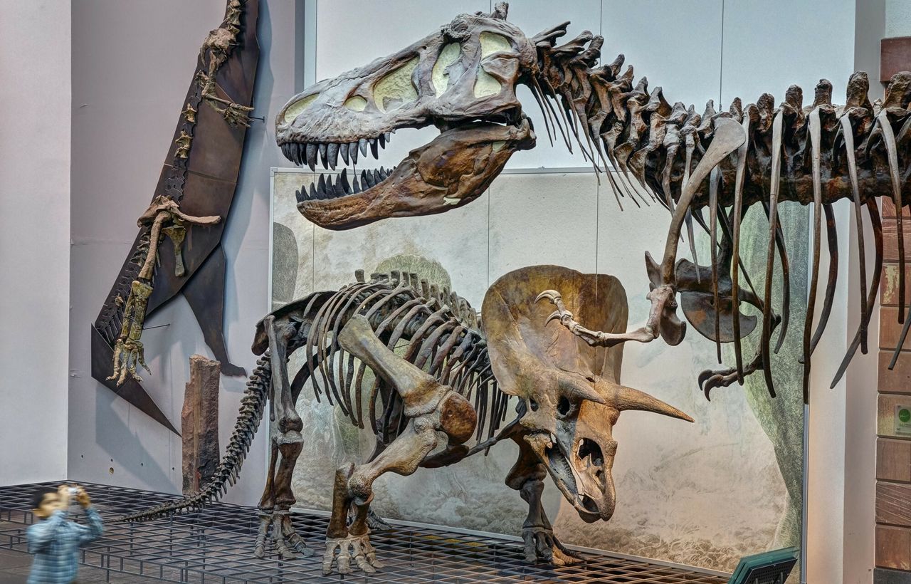 W Polsce powstanie Muzeum Historii Naturalnej