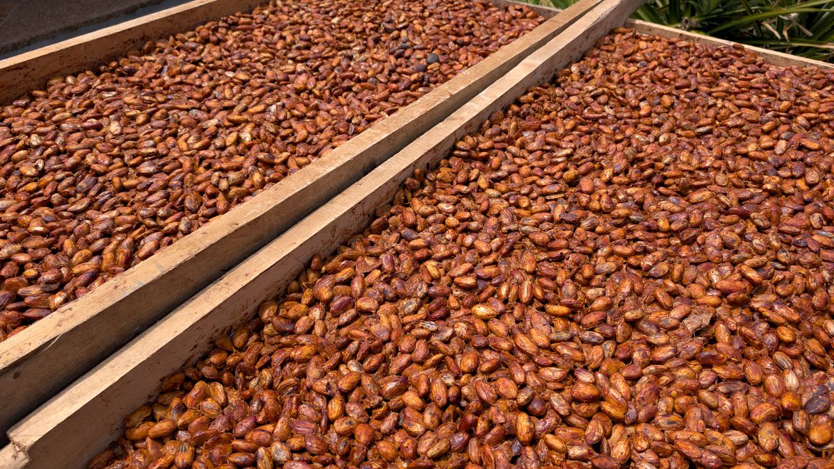 ARMENIA, COLOMBIA - JULY 15: Wet cacao beans dry in the sun on a small farm on July 15, 2025, in Armenia, Colombia.  (Photo by Gary Hershorn/Getty Images)