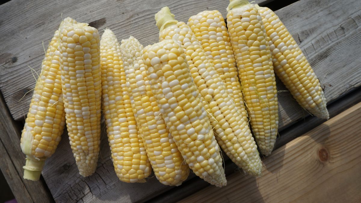 Słodka biała kukurydza gotowana bez dodatku soli, odsączona