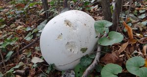  czasznica olbrzymia
