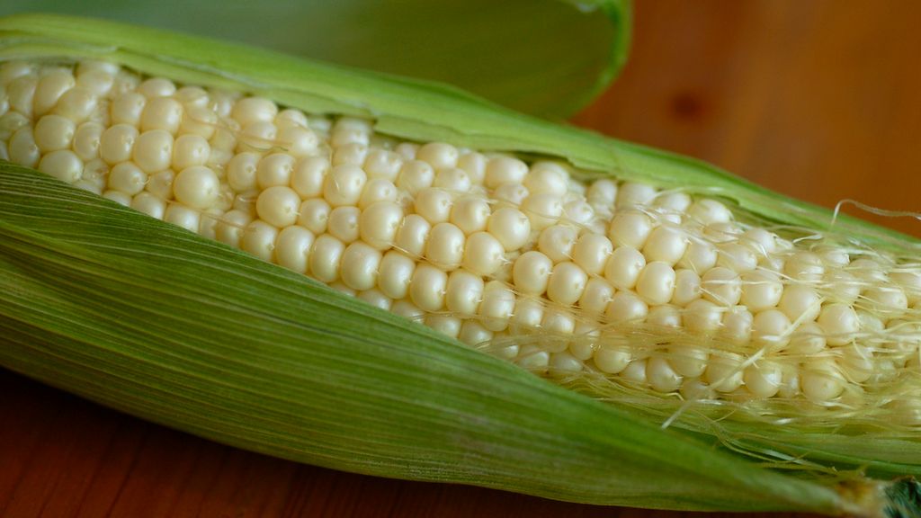 Gotowana słodka biała kukurydza z dodatkiem soli, odsączona