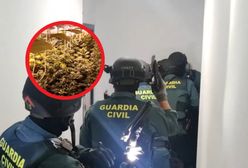Rozbili gang narkotykowy. Przestępcy działali w Hiszpanii pod przykrywką pomocy dla Ukrainy