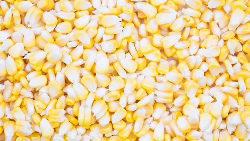 Słodka biała kukurydza w puszce bez dodatku soli (produkt i płyn)