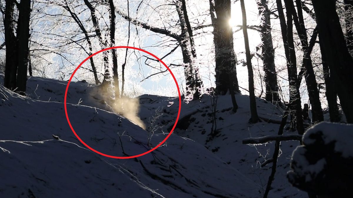 Leśniczy z Nadleśnictwa Zdrojowa Góra (woj. wielkopolskie) odkrył norę wilka. 