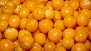 Nazywana złotą jagodą. Obniża poziom glukozy, wspiera pracę pęcherza