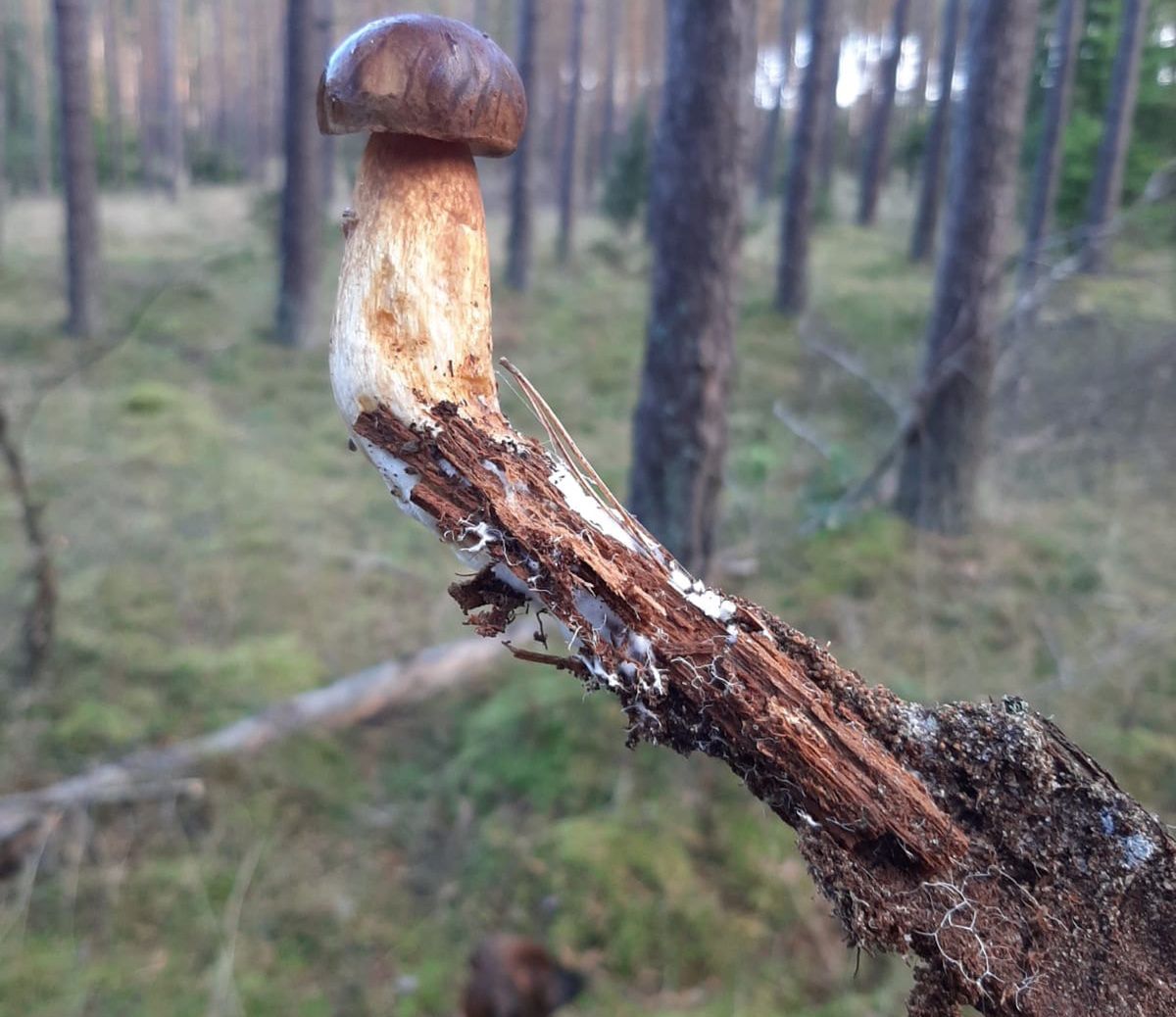 Pokazał zdjęcie grzyba. "Trzeba się rozglądać wszędzie, nawet w powietrzu"