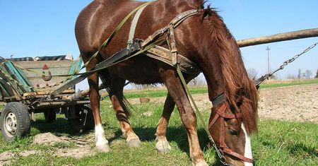 Ukradli z pola sadzonki borówki. Z miejsca kradzieży uciekali furmanką