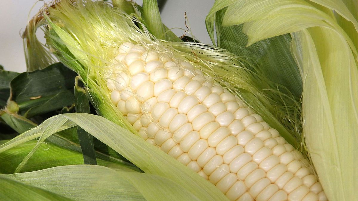 Słodka biała kukurydza pakowana próżniowo