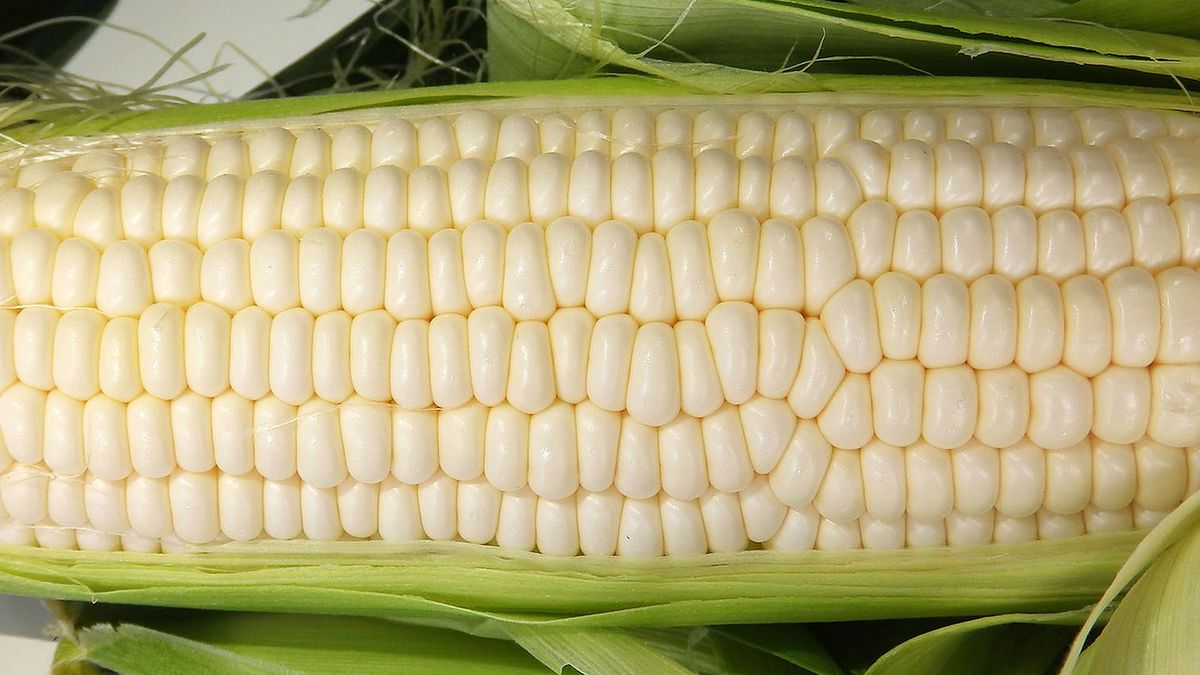 Słodka biała kukurydza pakowana próżniowo bez dodatku soli