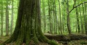 Nowe prawo utrudni tworzenie rezerwatów. Ucierpimy wszyscy