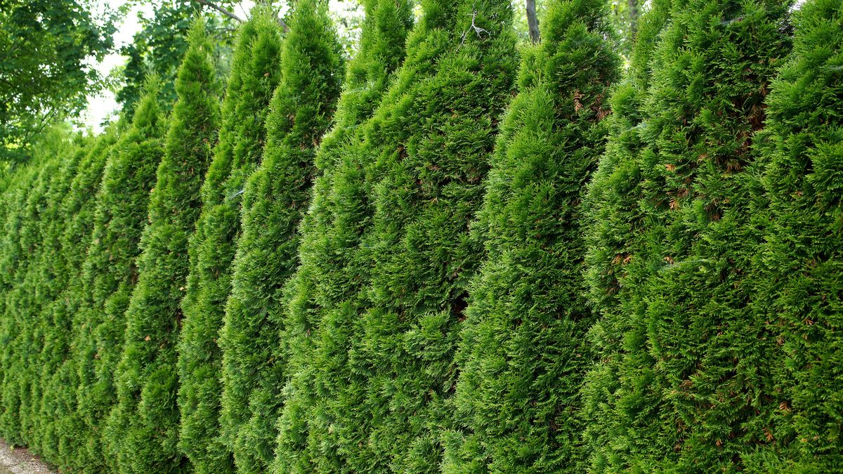 Jak sprawić, by kleszcze nie osiedlały się w tujach? 