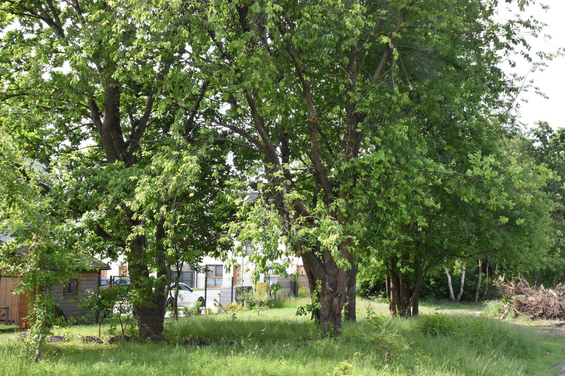 Ulica Azaliowa w Koszalinie