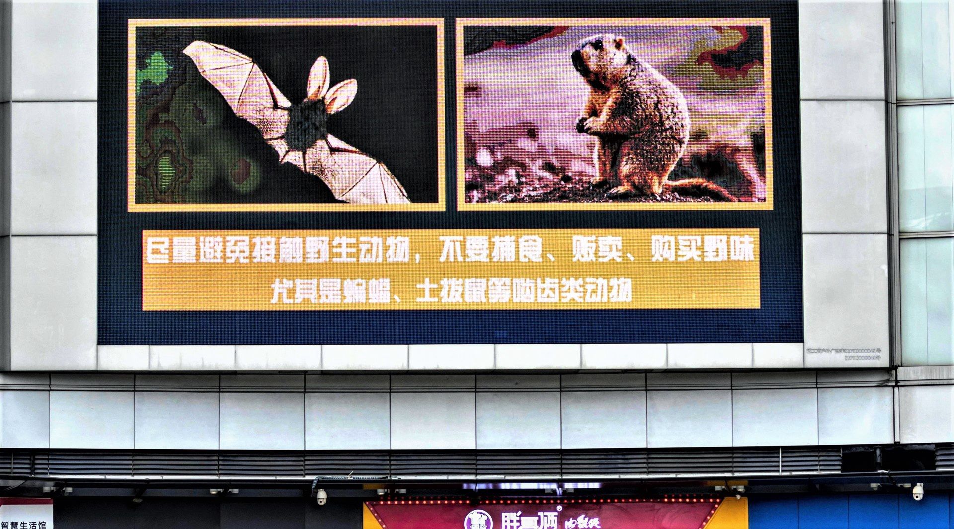 Guangzhou. Napis zabrania jedzenia i sprzedaży dzikich zwierząt