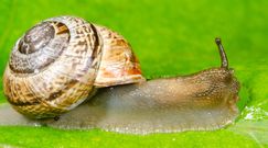 Domowe sposoby na pozbycie się ślimaków 