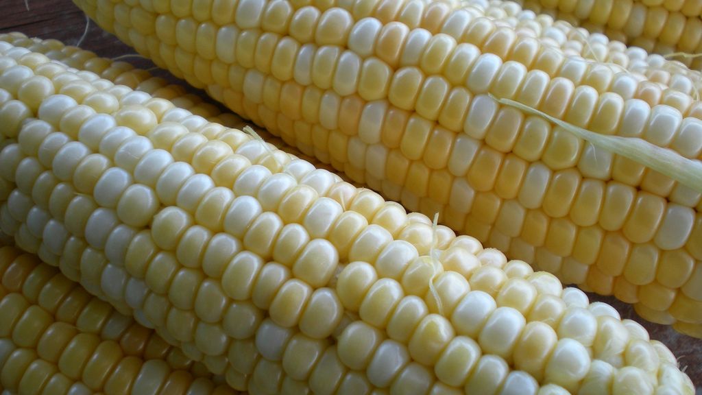 Mrożona słodka biała kukurydza (same nasiona)