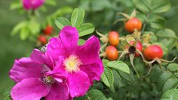 Piękna i zdrowa dzika róża 