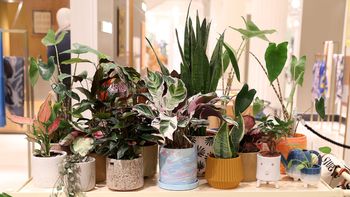 Myślisz, że dbasz o rośliny? Możesz je powoli zabijać