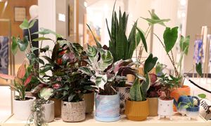 Myślisz, że dbasz o rośliny? Możesz je powoli zabijać