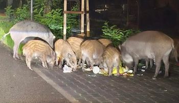 Odstrzelą 100 dzików. Decyzję nazwała "okrutną". Oto powód