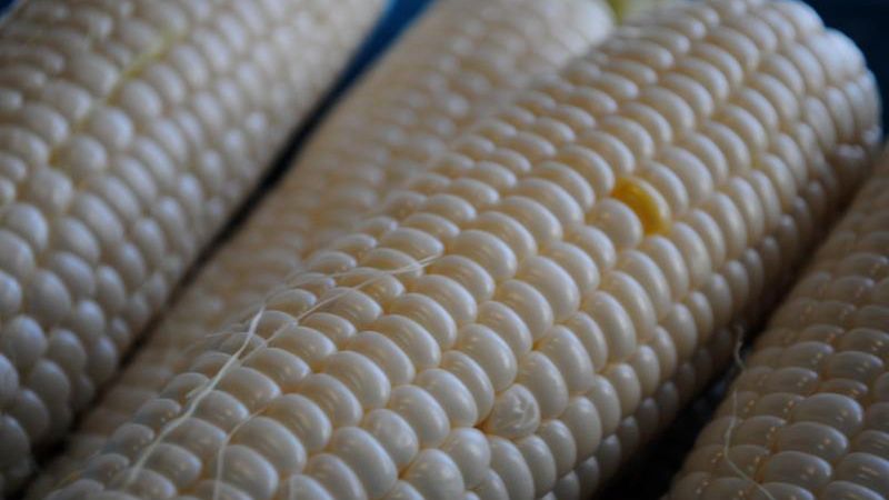 Mrożona słodka biała kukurydza (kolba) gotowana z dodatkiem soli, odsączona