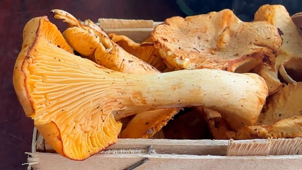 Warmia i Mazury: Najlepsze miejsca na grzyby. Można zebrać nawet 100 kurek w godzinę