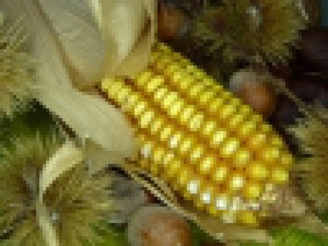 Kukurydza ważny składnik mieszanek dla prosiąt