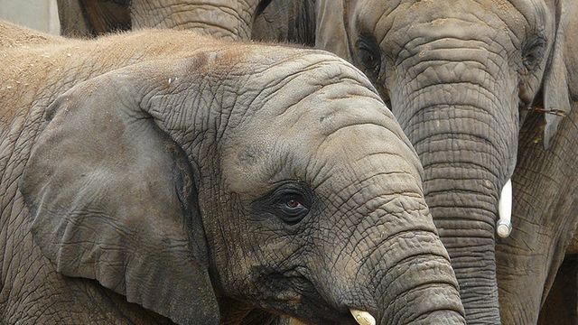 Edison i okrucieństwo w imię nauki. [wideo 18+] 1