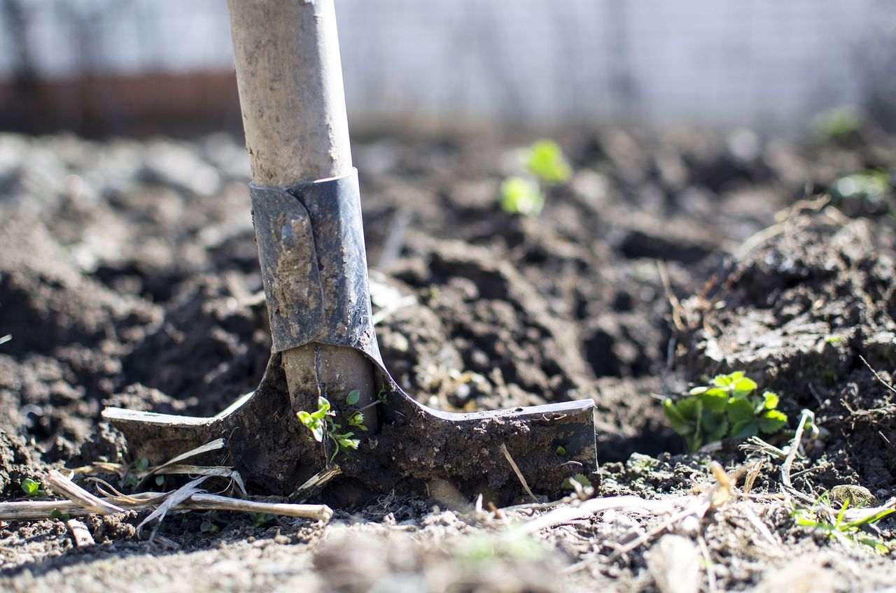 jak przygotować glebę do siania i sadzenia, fot. Pixabay.com