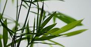 Pielegnacja palm w domu: jak zapewnić im najlepsze warunki?