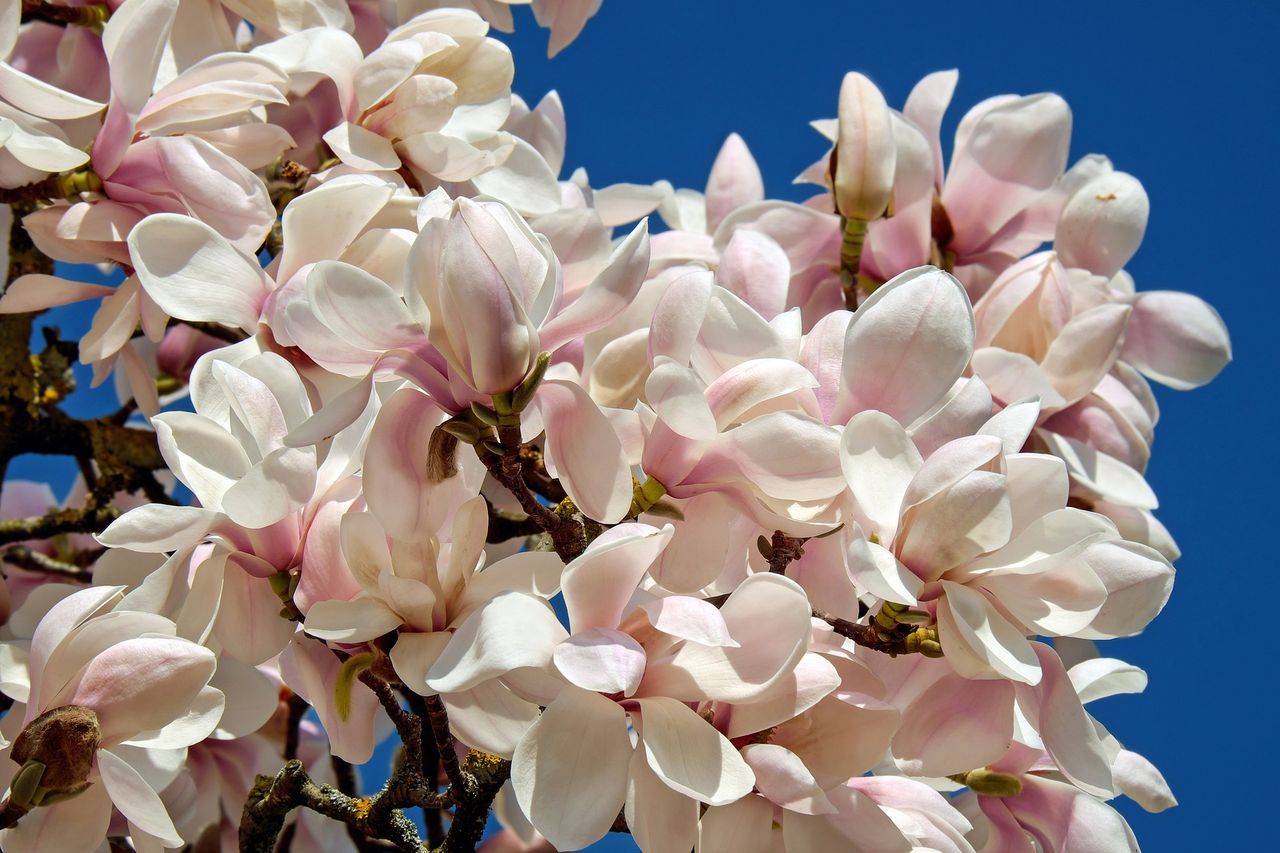 Magnolia – królowa wiosennych kwiatów, która zachwyca swoją urodą i aromatem