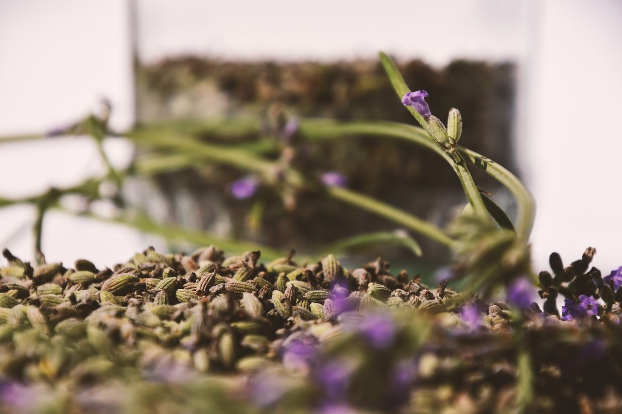 Czy odświeżacze powietrza są bezpieczne dla zdrowia?