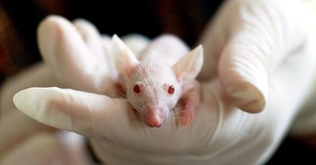 Komórki rakowe można zmienić w komórki zwalczające raka. Odkrycie może być przełomowe dla hematoonkologii