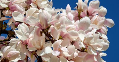 Magnolia – królowa wiosennych kwiatów, która zachwyca swoją urodą i aromatem