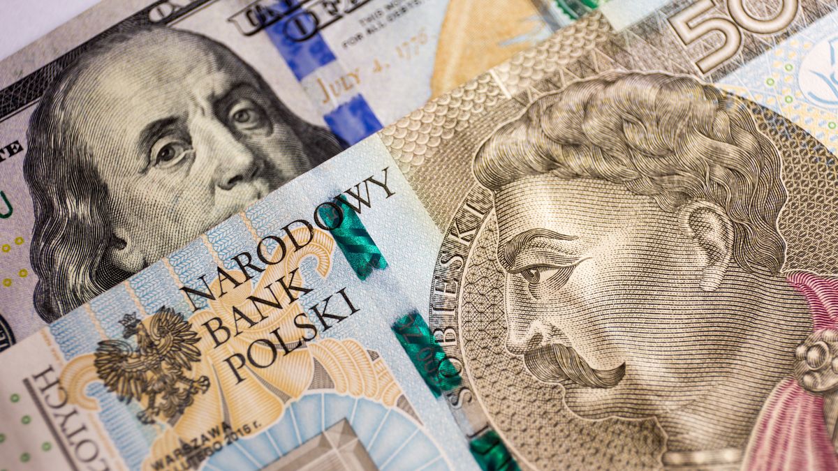 złoty