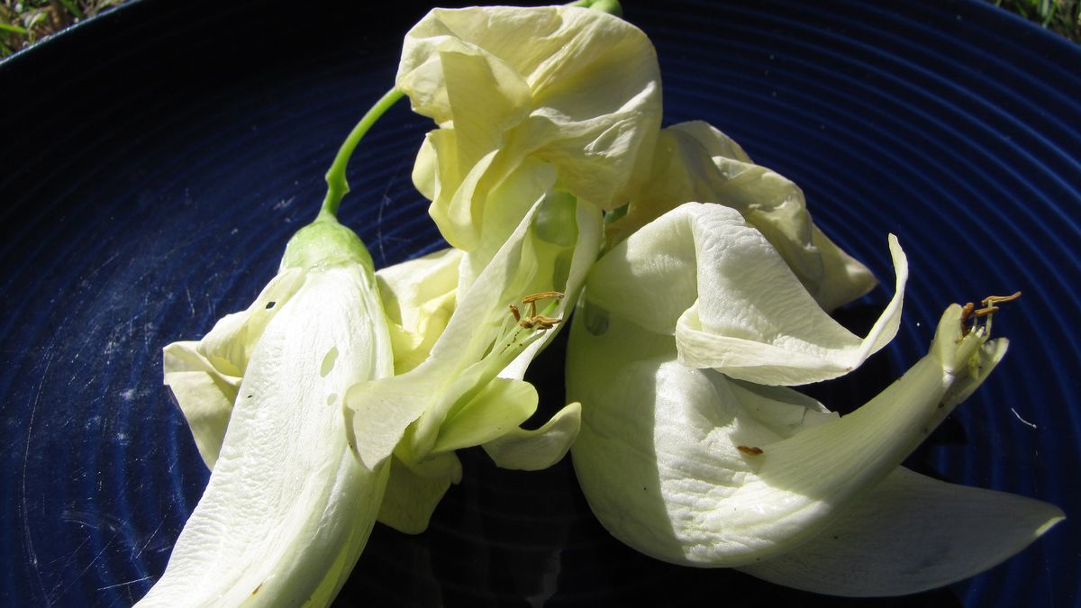 Kwiat turi gotowany na parze z dodatkiem soli