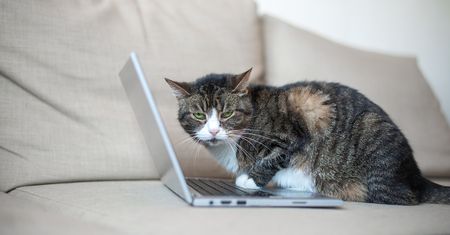 Kot przejmuje Twój komputer? Badacze tłumaczą dlaczego