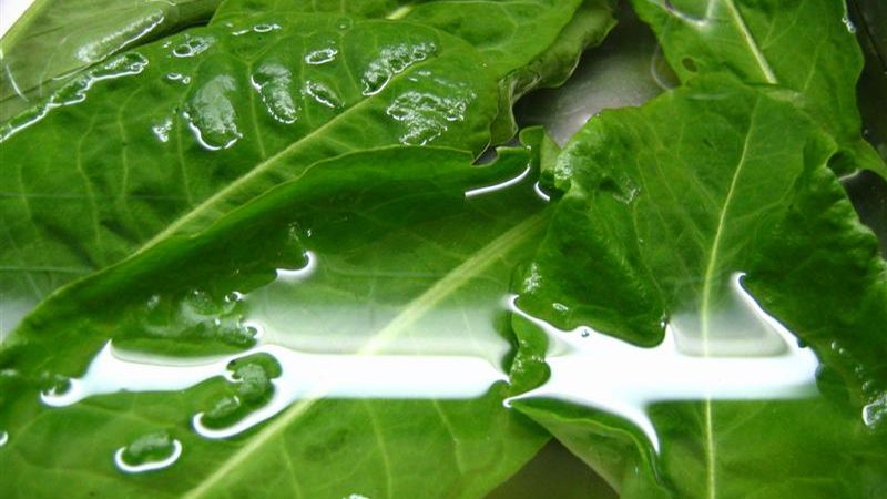 Szczaw gotowany z dodatkiem soli, odsączony