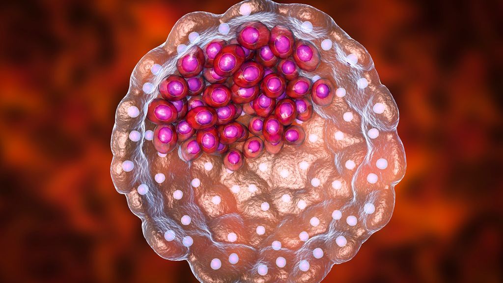 Trofoblast to zewnętrzna warstwa błony komórkowej zarodka, która powstaje po zapłodnieniu u ssaków