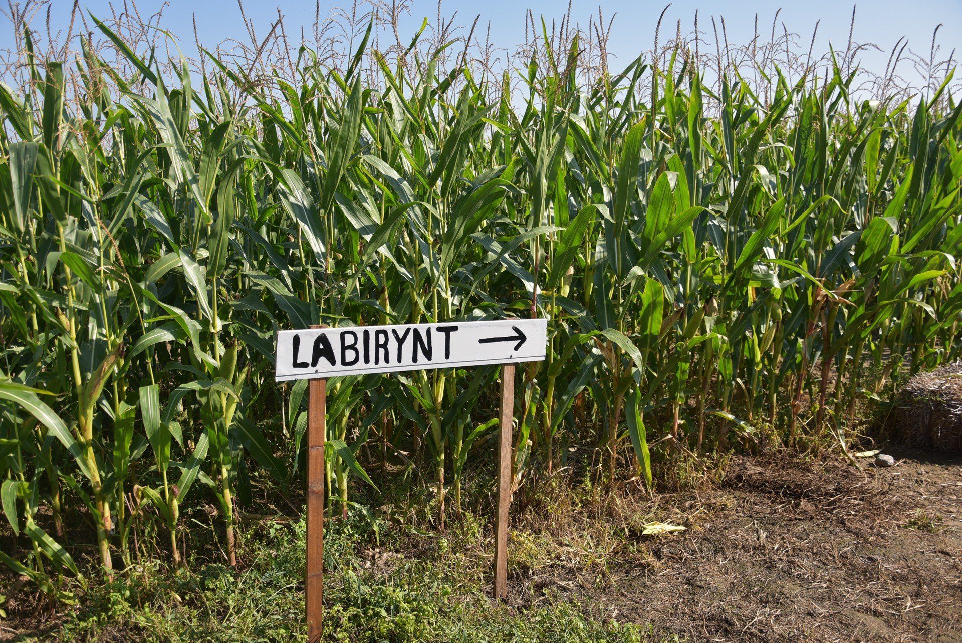 Śmiałkowie mogą spróbować przejść labirynt
