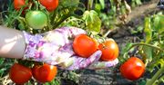 Zakop pod pomidorami. Latem nie nadążysz ze zbiorami