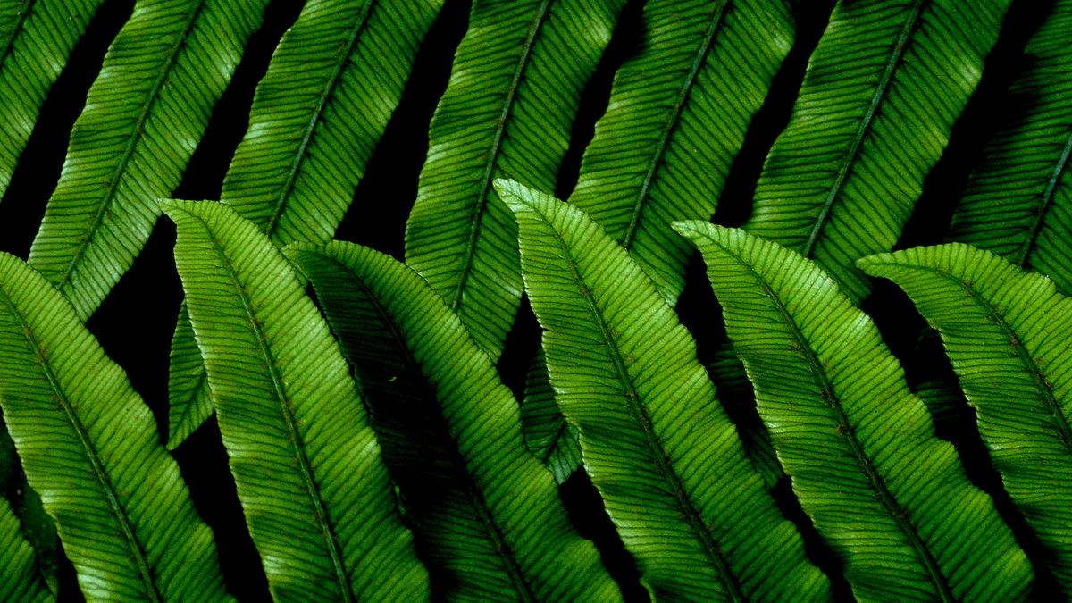 Olbrzymkowce (gatunek paproci) gotowane z dodatkiem soli