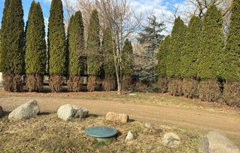 "Każda z 80 sztuk tak wygląda". Pokazała, co stało się z tujami po zimie