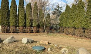 "Każda z 80 sztuk tak wygląda". Pokazała, co stało się z tujami po zimie