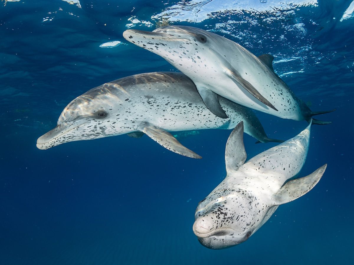 Piękne stworzenia z morskich głębin w konkursie Ocean Art Underwater 9