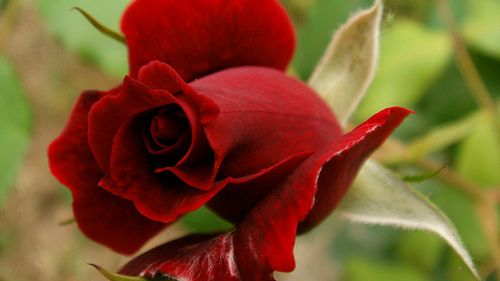 Gry przeglądarkowe za darmo i... na walentynki 1