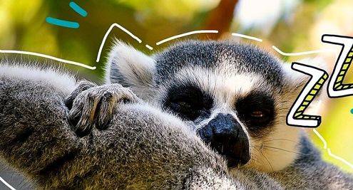 Soczyste i orzeźwiające napoje w nowej reklamie Hortexu (wideo)