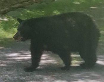 Nie reagowały na hałas. Niedźwiedzica z młodymi podchodzi pod domy w Polańczyku