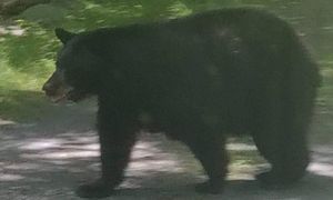 Nie reagowały na hałas. Niedźwiedzica z młodymi podchodzi pod domy w Polańczyku