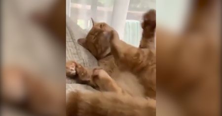 Niepokorna łapa kota. Zabawne wideo udostępnione w internecie